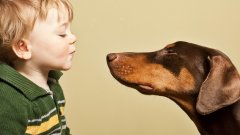 Studie zeigt, dass Kinder, die mit Hunden aufgewachsen sind, eine größere emotionale Intelligenz haben