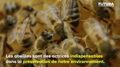 10 actions à adopter pour sauver les abeilles | Futura