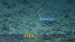 Feather Star Freestyles Into Our Hearts    Nautilus Live