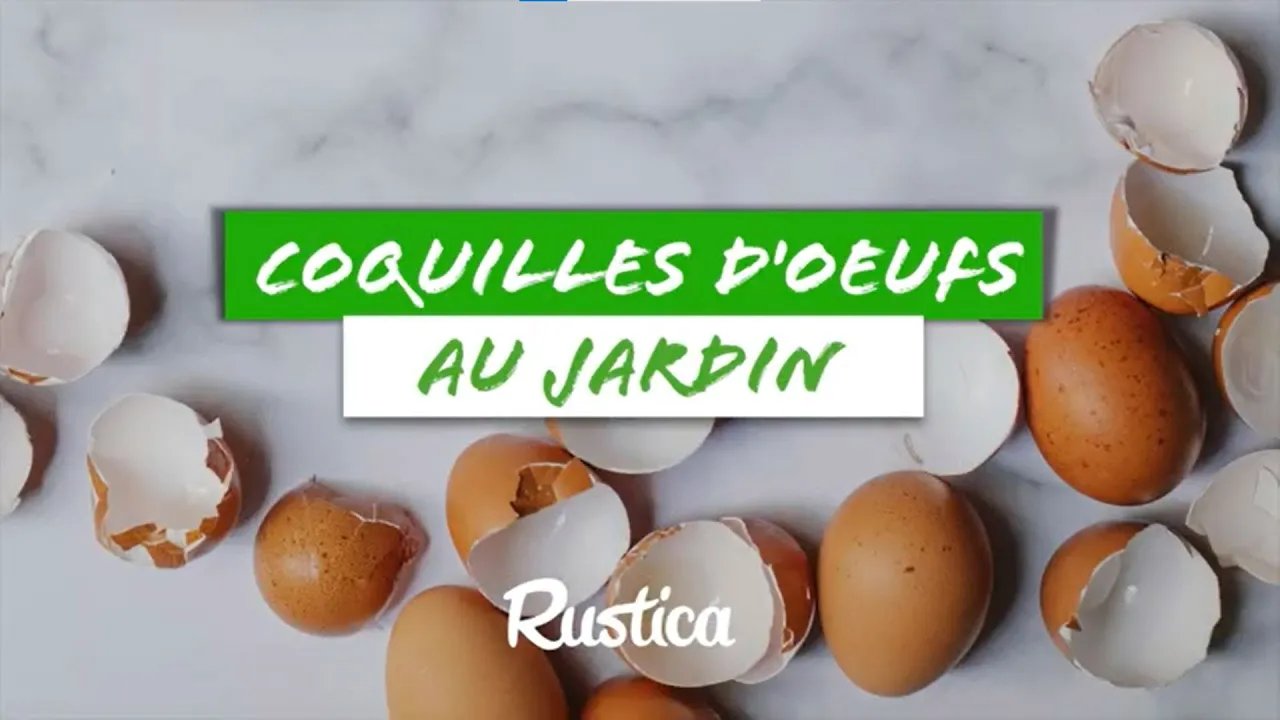 Les coquilles d’œufs au jardin