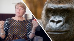 Interview : comment sauver les primates de l’extinction ?