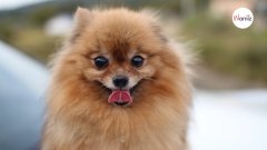 Razas de perros pequeños