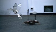 Un robot cafard propulse l'oiseau bionique H2Bird vers les cieux