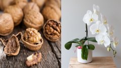 Pourquoi faut-il absolument mettre des coquilles de noix sur les orchidées ?