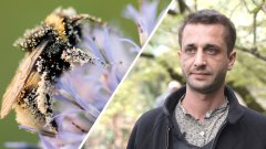 Pourquoi les insectes pollinisateurs sont-ils indispensables ?