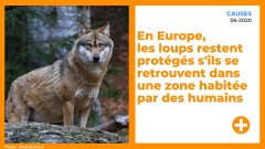 En Europe, les loups restent protégés s'ils se retrouvent dans une zone habitée par des humains