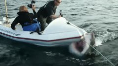 Dans leur minuscule bateau, ils se font attaquer par un requin blanc, la vidéo est impressionnante