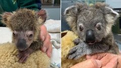 Australie : sauvé d'une mort certaine, ce petit koala guéri de ses brûlures va retrouver son habi...