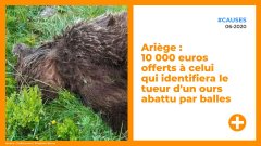Ariège : 10 000 euros offerts à celui qui identifiera le tueur d'un ours abattu par balles