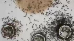 Ces fourmis de feu noires construisent des passerelles de sable | Futura