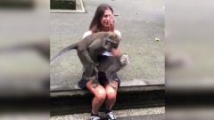 Des singes choisissent le mauvais moment pour faire la chose