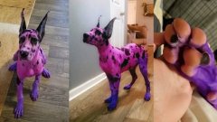 Elle teint son chien en violet pour qu'il fasse moins peur aux gens