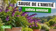Sauge Amistad : cultivez la en pot pour profiter de ses fleurs jusqu’aux gelées