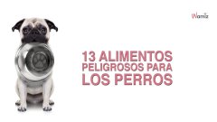 13 alimentos peligrosos para los perros