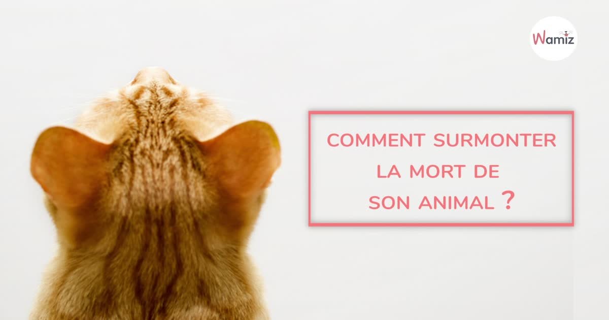 Le Deuil Chez Le Chat Comment Aider Son Animal Apres La Mort D Un Compagnon