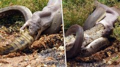 Un python monstrueux avale un crocodile