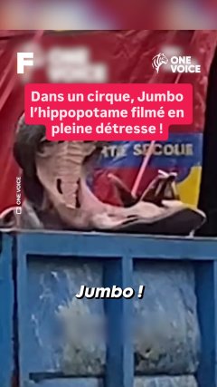 Planète - Vidéos Futura - Temporelles