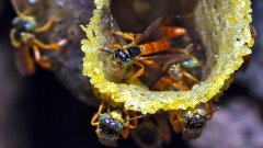 Les abeilles Jadai protégées par des guerrières