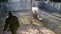 Récolte des ovocytes d'une rhinocéros blanche du nord