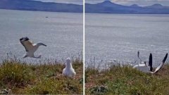 Cette vidéo d'un albatros, qui se loupe complètement à l'atterrissage, fait rire la toile