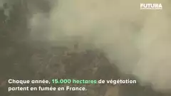 À quoi sont dus les feux de forêt en France ? | Futura