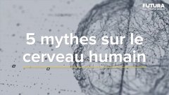 5 mythes sur le cerveau humain