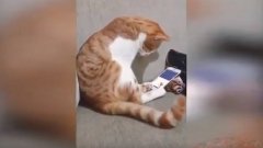 Ce chat revoit son maître décédé sur une vidéo et sa réaction risque de vous faire mal