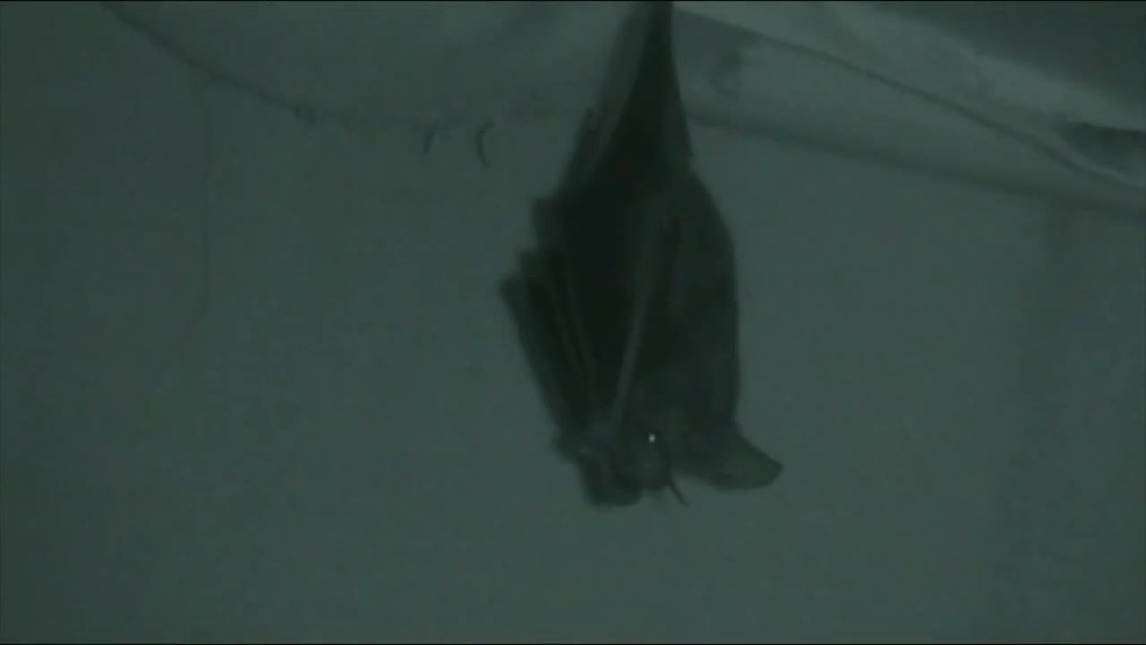 Chauve Souris Morte Dans La Maison Signification Ventana Blog