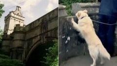 Pont hanté : depuis des années, 600 chiens se sont jetés dans le vide en passant sur ce pont