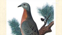 La disparition du pigeon migrateur | Futura