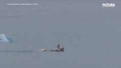 Première preuve vidéo d'un ours polaire chassant un renne | Futura
