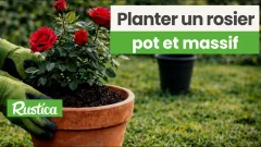 Planter un rosier en pot ou en massif, les bons conseils d'Hubert pour une reprise garantie ! 🌹