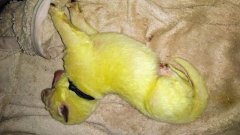Cette femelle berger allemand a donné naissance à un chiot... jaune fluo