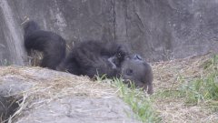 Cette espèce presque éteinte de gorilles accueille un nouveau bébé | Futura
