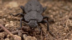 Un scarabée ultra-résistant !