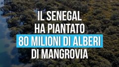 Il Senegal ha piantato 80 milioni di alberi di mangrovia