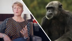 Interview : pourquoi les primates sont-ils si particuliers ?