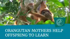 Les mères orang-outan aident leur progéniture à apprendre | Futura