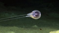 Une nouvelle méduse découverte par NOAA