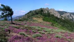 Tour de France de la biodiversité : le parc naturel régional du Haut-Languedoc