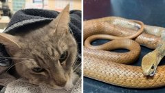 En Australie, un chat sacrifie sa vie pour sauver deux enfants d'une attaque de serpent