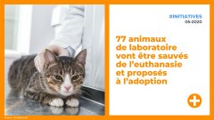 77 animaux de laboratoire vont être sauvés de l’euthanasie et proposés à l’adoption
