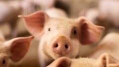 Chine : découverte d'un virus de grippe porcine susceptible de provoquer une nouvelle pandémie