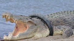 L'Indonésie offre une récompense pour retirer le pneu autour du cou de ce crocodile géant