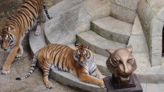 Fort Boyard : il n'y aura plus de tigres dans l'émission dès la saison prochaine