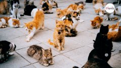 Un homme se fait expulser de son domicile en Espagne avec ses 110 chats !