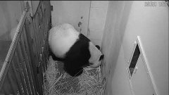 Mei Xiang donne naissance à son petit au zoo de Washington | Futura