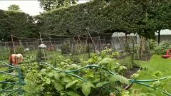 Qu'est-ce que la chaux vive ? Quelle utilisation au jardin ?