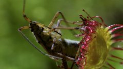 Petits secrets de plantes carnivores