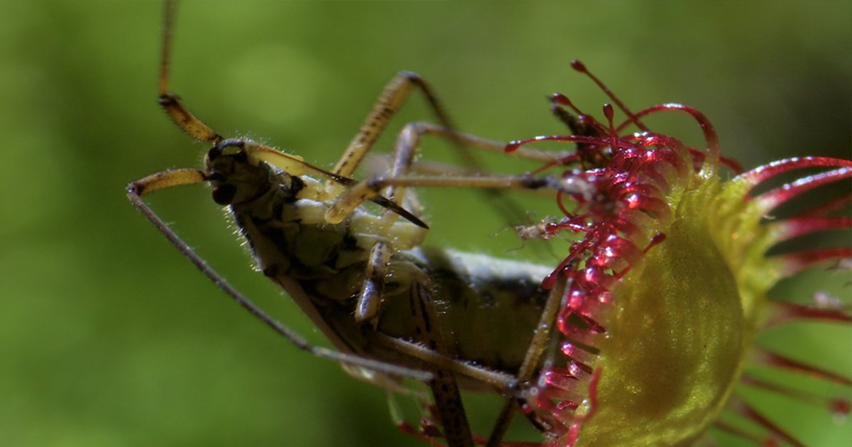 Les plantes carnivores - Les Dents de la Terre